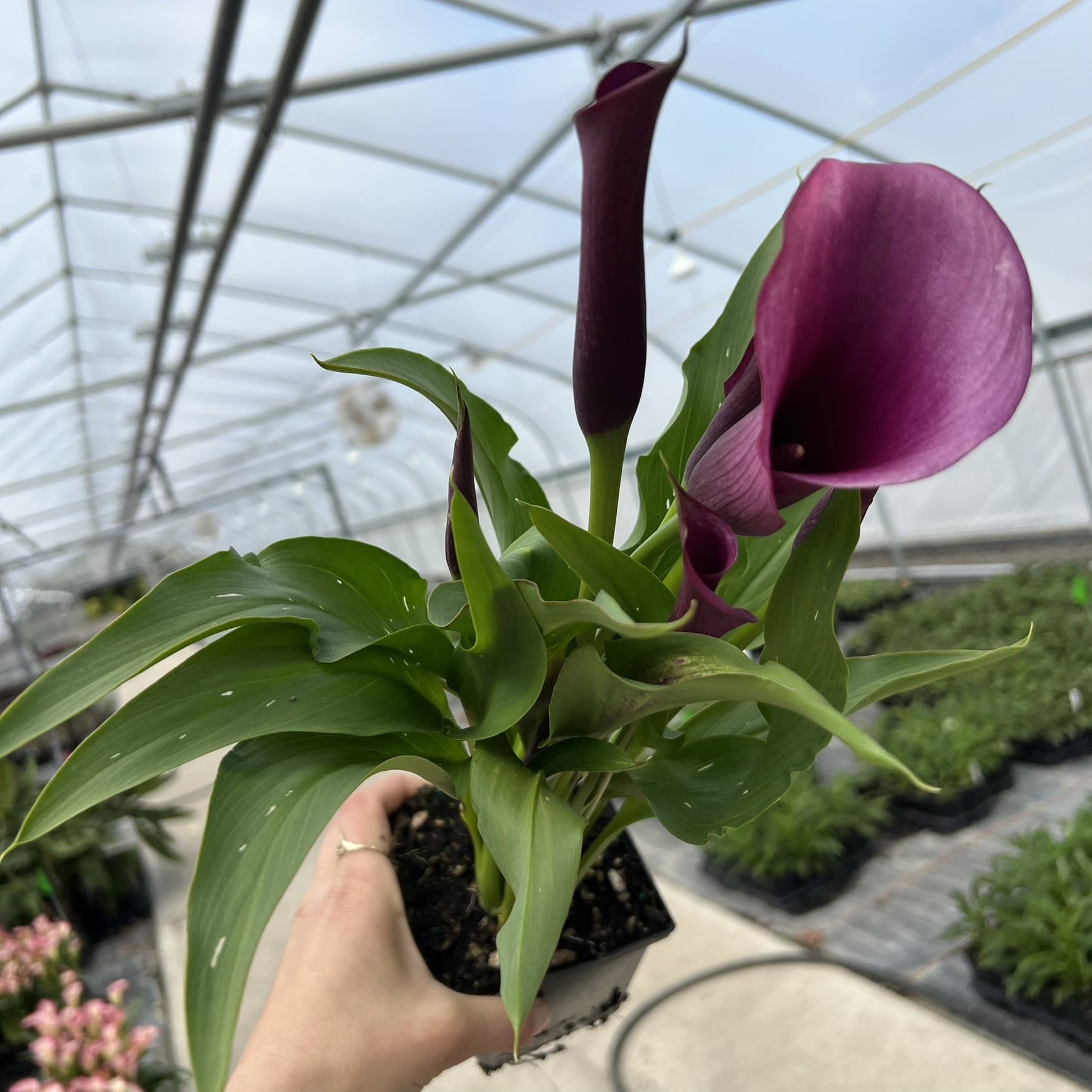 Zantedeschia 'Durban' - Calla Lily (4.5" Pot) - Image 3