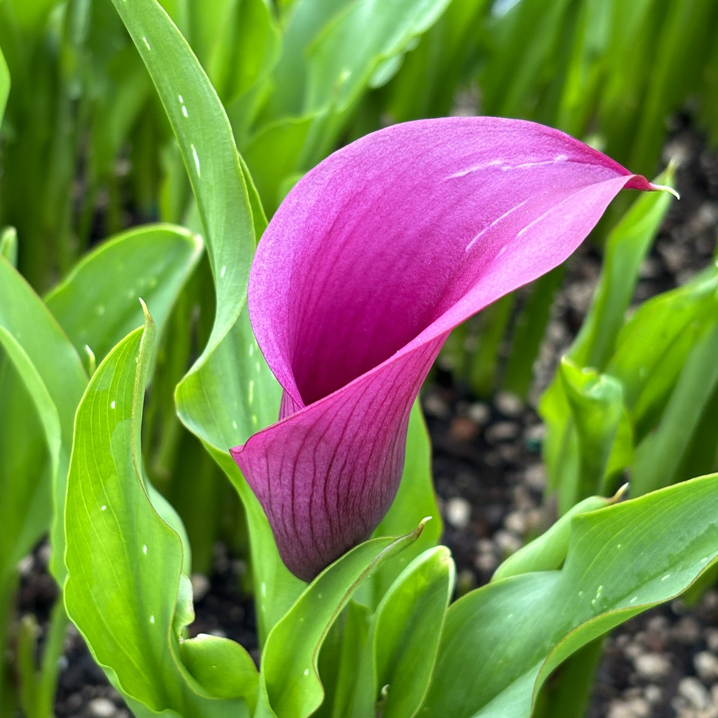 Zantedeschia 'Durban' - Calla Lily (4.5" Pot) - Image 2