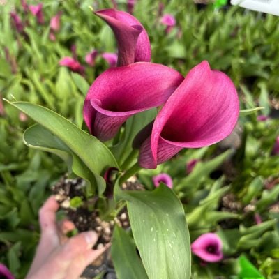 Zantedeschia 'Durban' - Calla Lily (4.5" Pot)