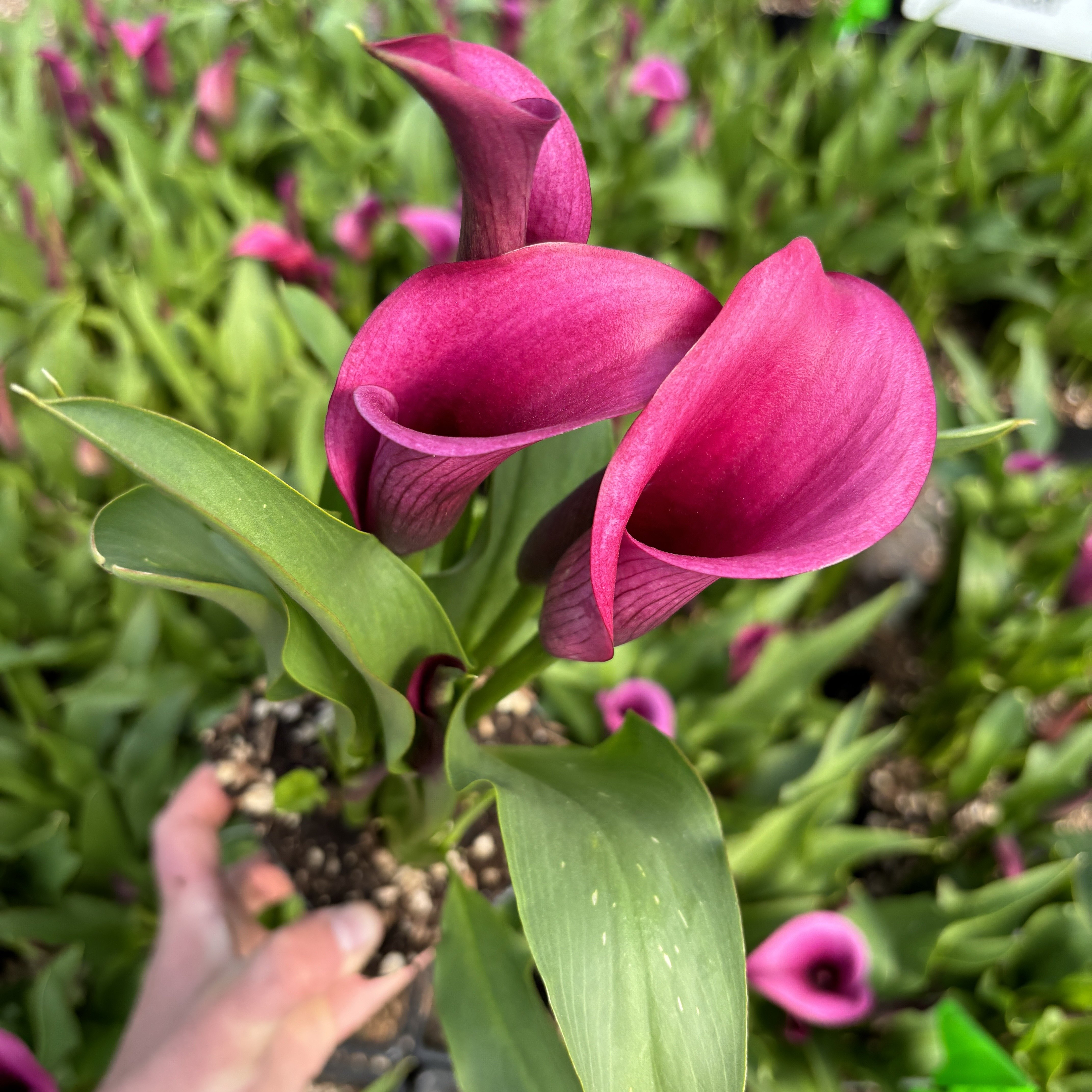 Zantedeschia 'Durban' - Calla Lily (4.5" Pot)