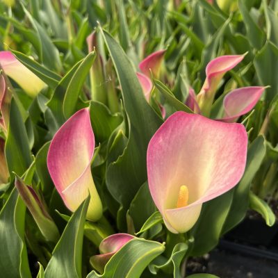 Zantedeschia 'Dynasty' - Calla Lily (4.5" Pot)