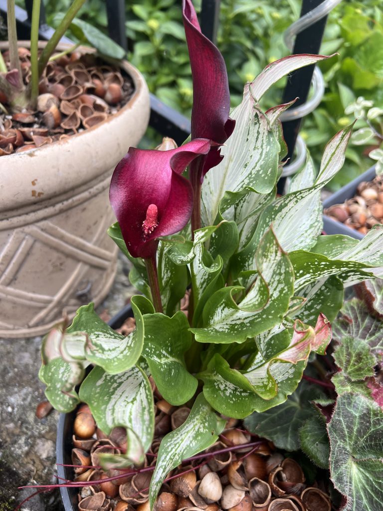Zantedeschia 'Frozen Queen' - Calla Lily (4.5