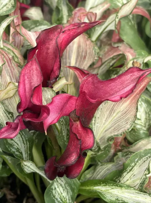 バルーンきんちゃく♡Lilly 他2点 Zantedeschia 'Frozen Queen' - Calla Lily (4.5
