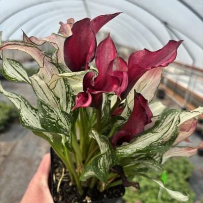 Zantedeschia 'Frozen Queen' - Calla Lily (4.5" Pot)