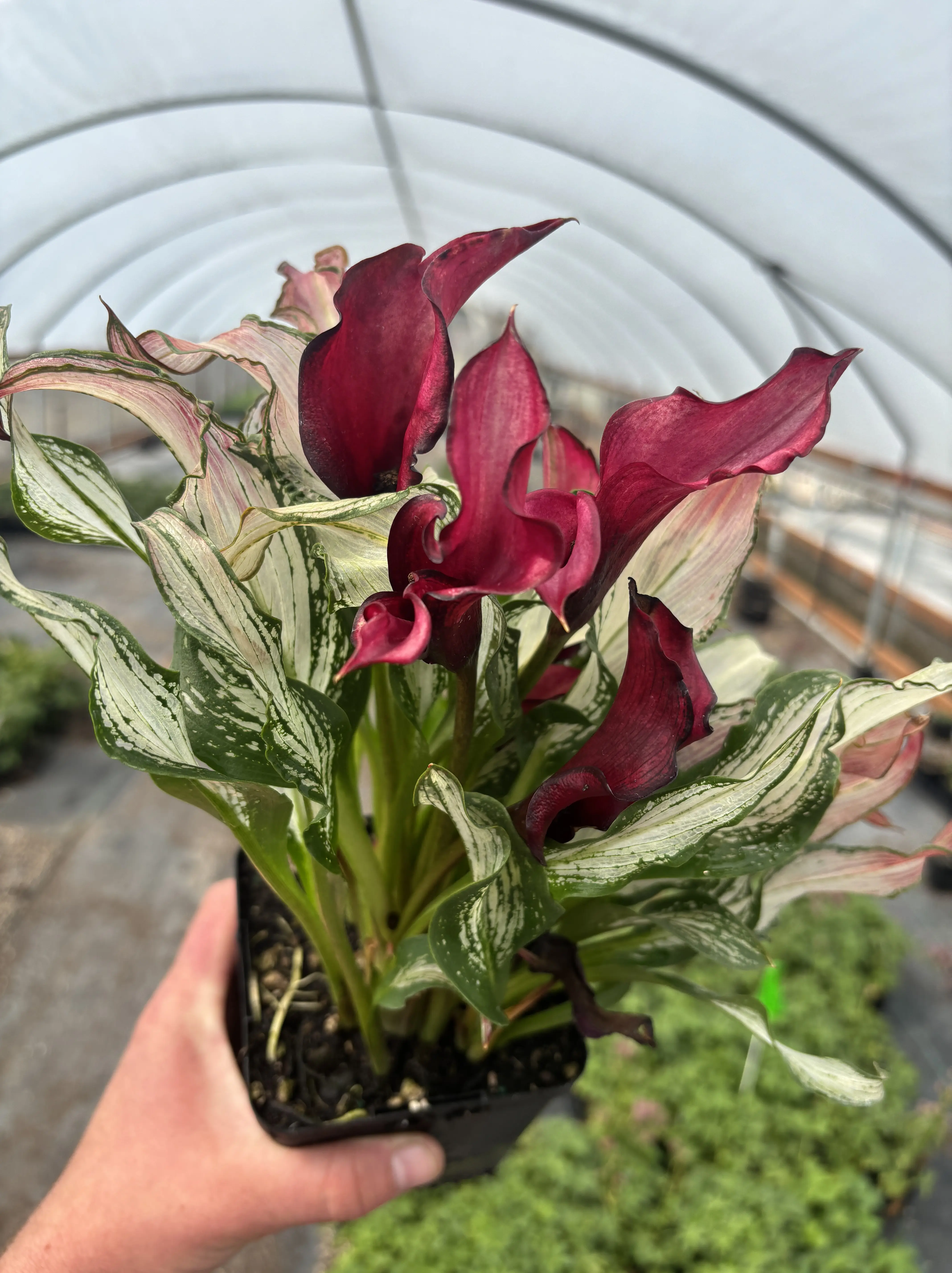 Zantedeschia 'Frozen Queen' - Calla Lily (4.5