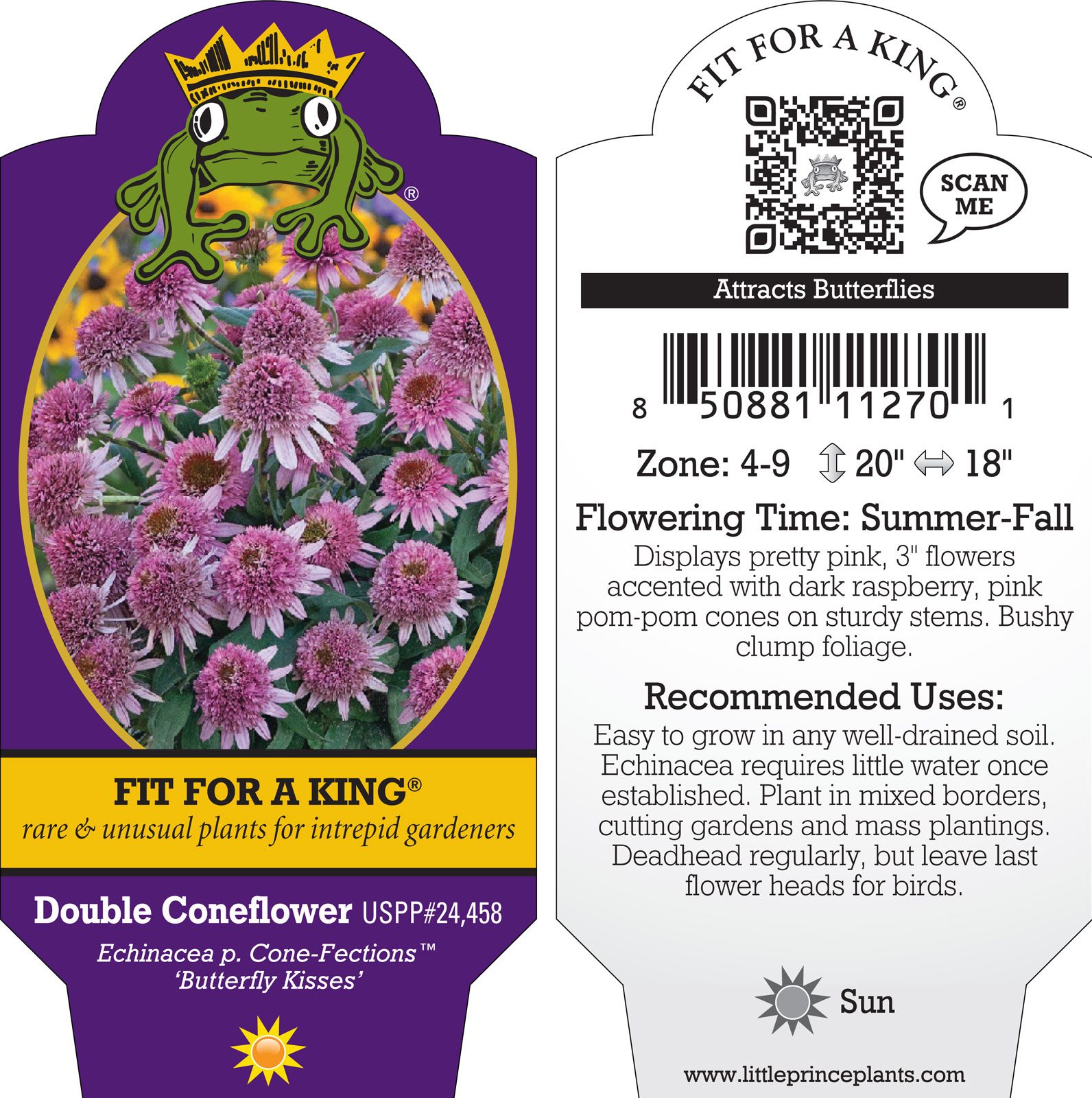 Echinacea purpurea Cone-Fections™ 'Butterfly Kisses' - Coneflower (4.5" Pot) - Image 4