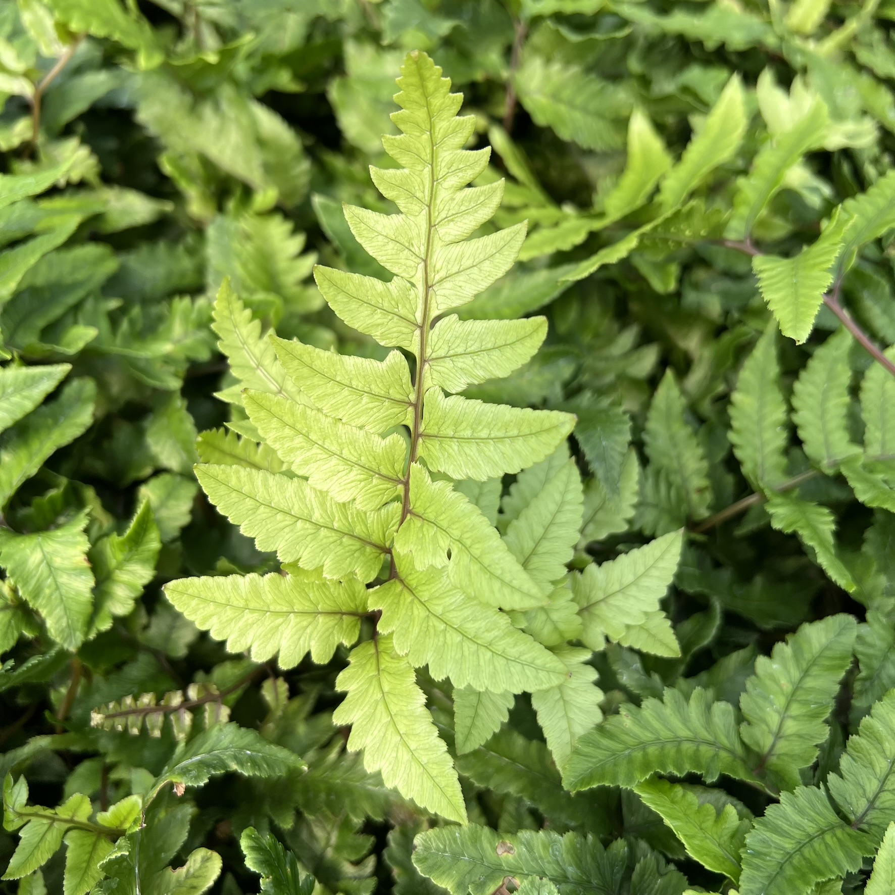 Anisocampium sheareri - Shearer's Paint Fern, Merlot Fern (3.5" Pot) - Image 2