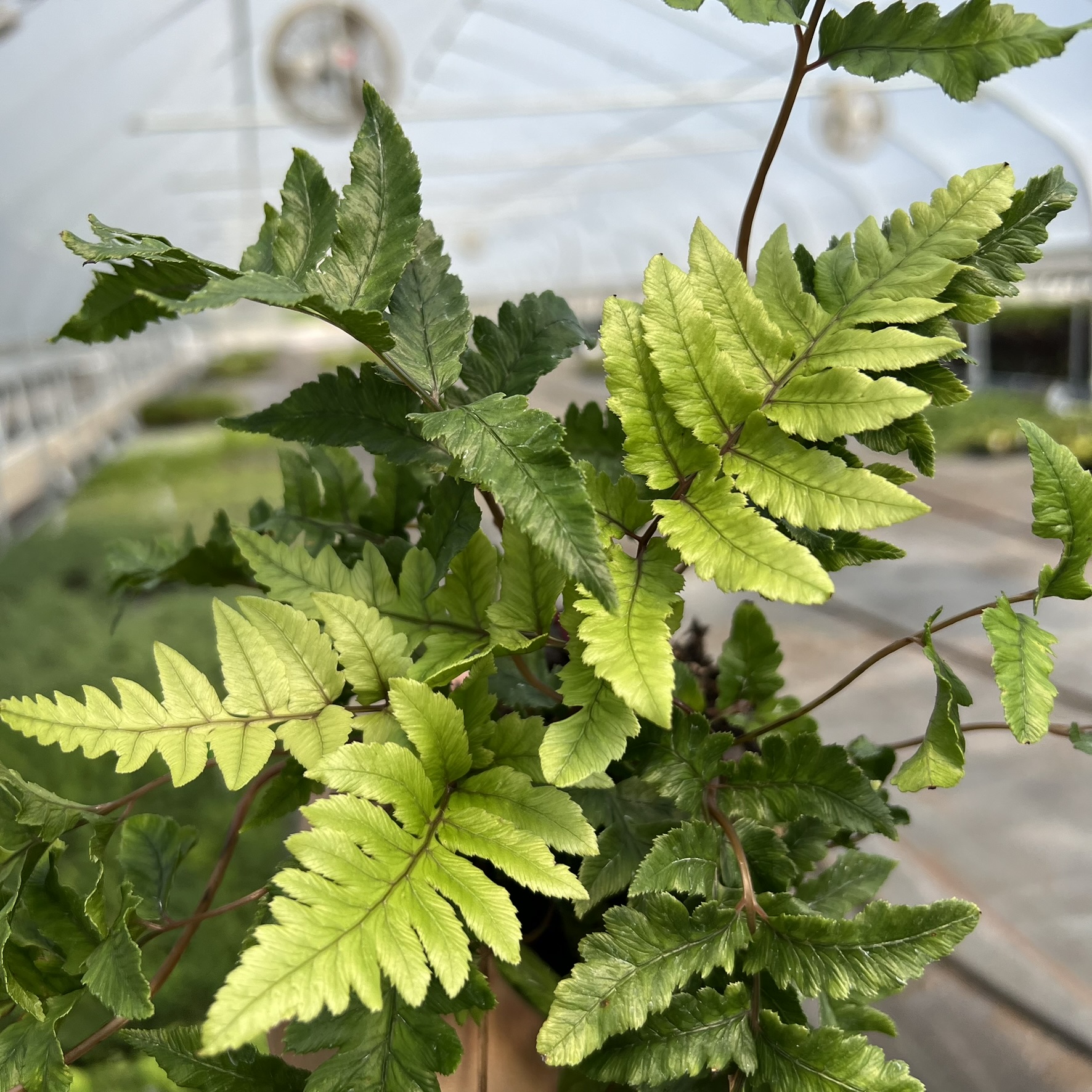 Anisocampium sheareri - Shearer's Paint Fern, Merlot Fern (3.5" Pot)