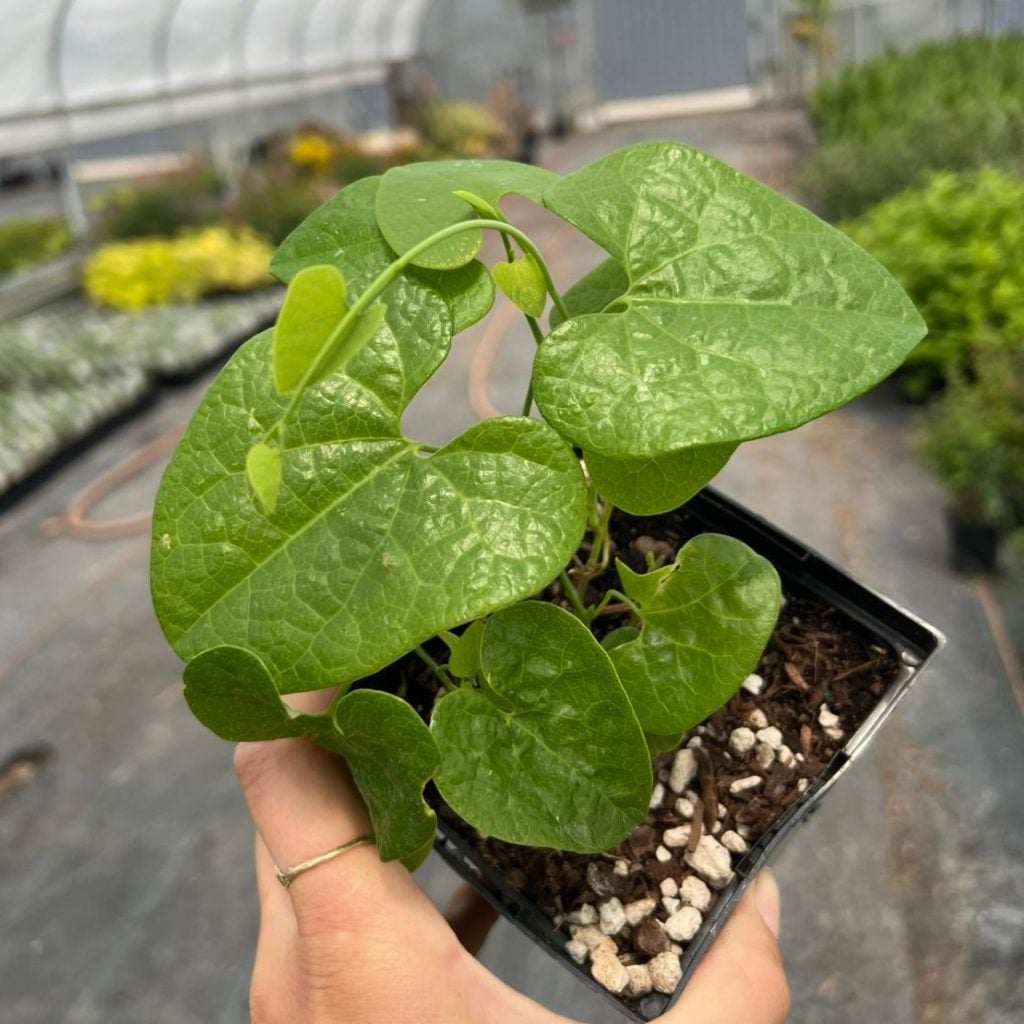 Aristolochia macrophylla (Dutchman's Pipevine) (4.5" Pot) | Little Prince  of Oregon Nursery