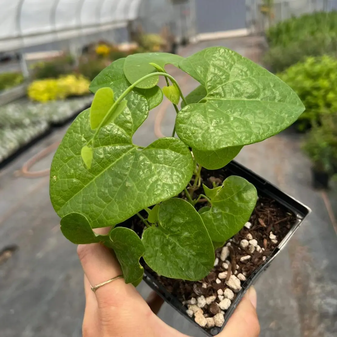 Aristolochia macrophylla (Dutchman's Pipevine) (4.5" Pot) | Little Prince  of Oregon Nursery
