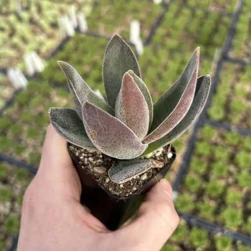 zz plant houseplant ZZ Plant: Easy Live Houseplant - (6” Pot) – Easy Plant Care – Zamioculcas  Zamiifolia - Low Maintenance House Plant for Home & Office main image 1