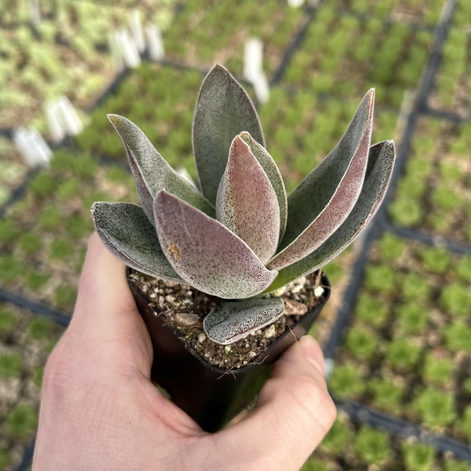 Crassula 'Garnet Lotus' - Succulent (2" Pot) - Image 2