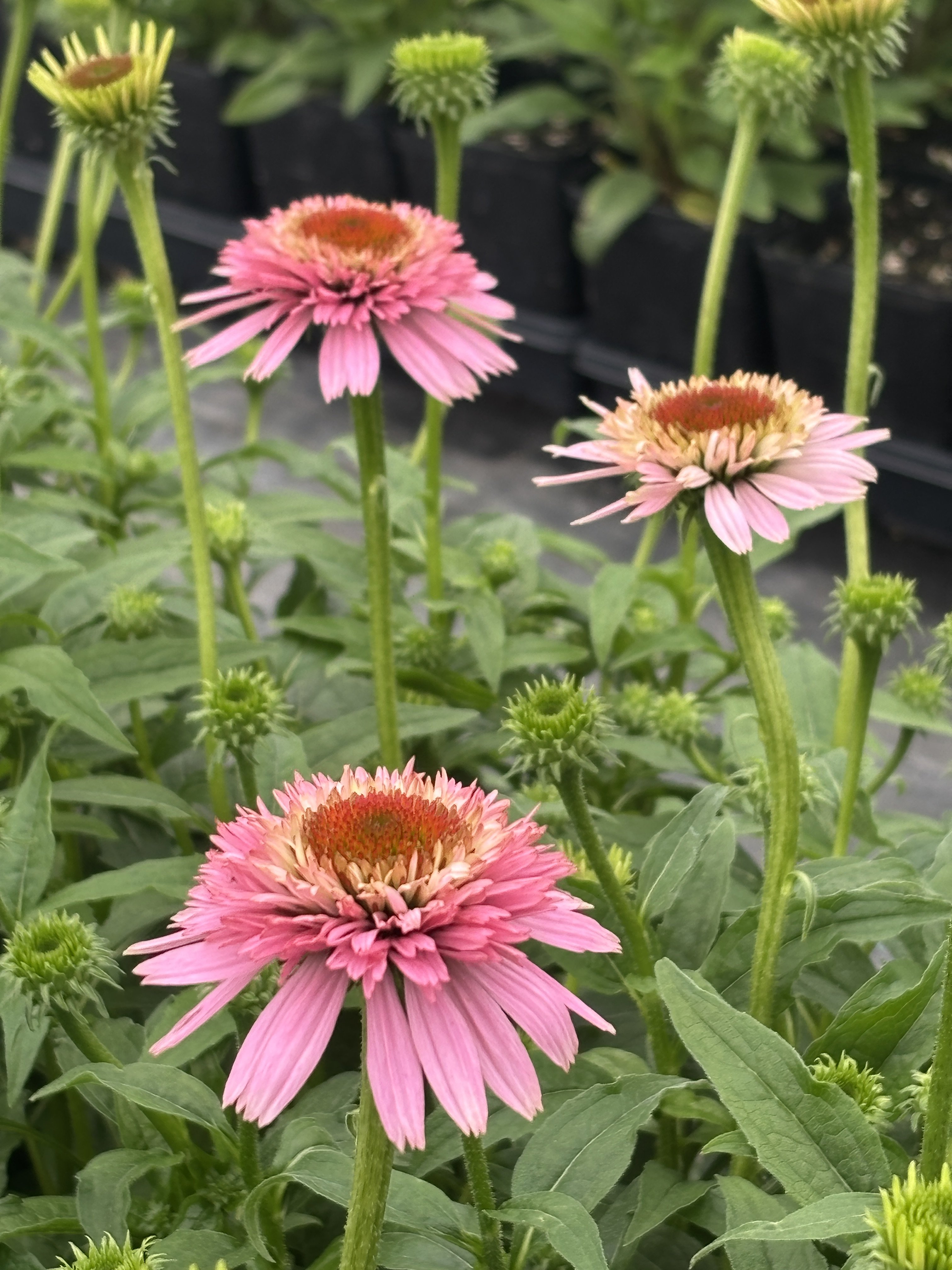 Echinacea purpurea Cone-Fections™ 'Butterfly Kisses' - Coneflower (4.5" Pot) - Image 3