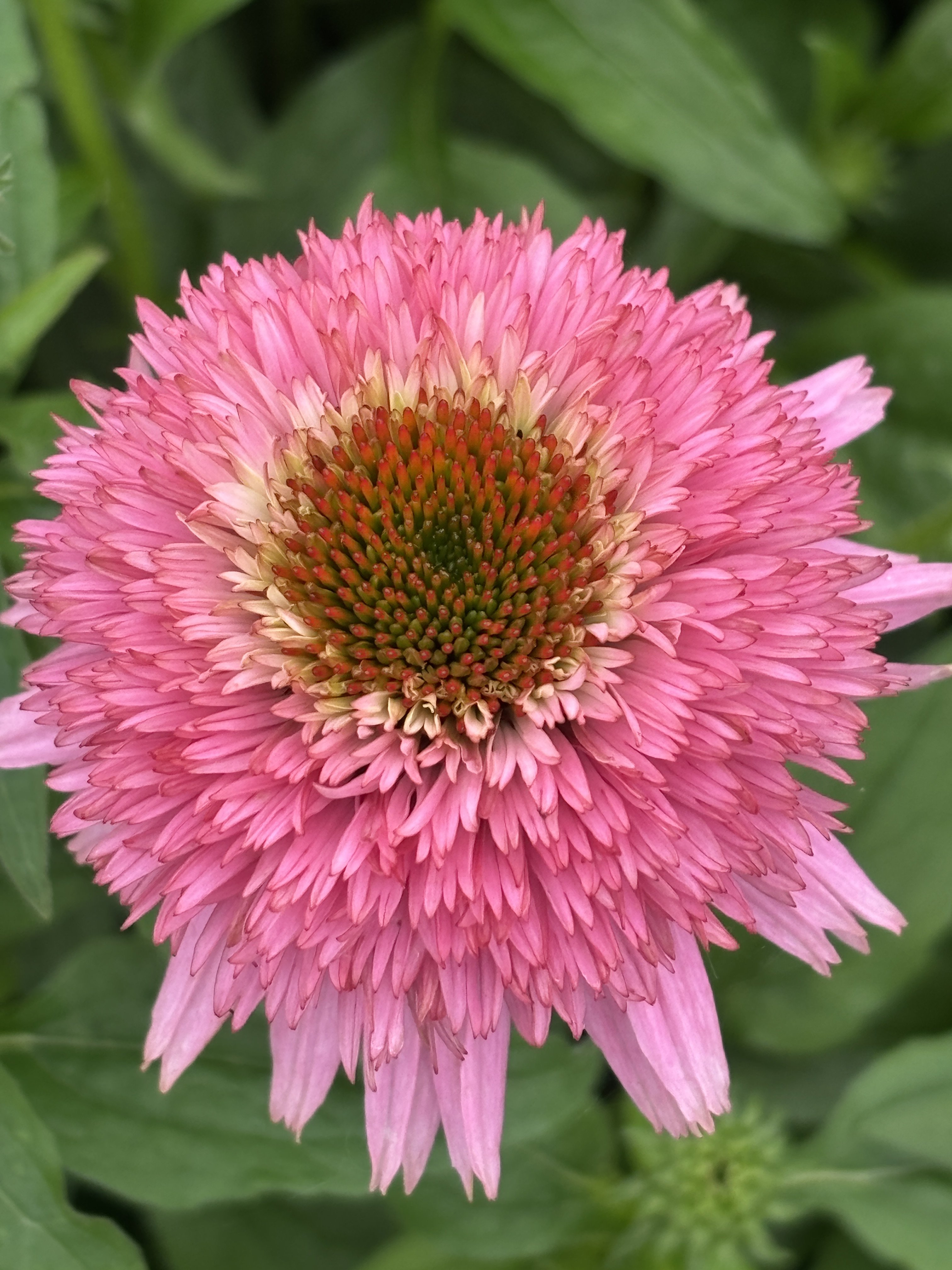 Echinacea purpurea Cone-Fections™ 'Butterfly Kisses' - Coneflower (4.5" Pot) - Image 2