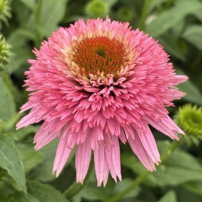 Echinacea purpurea Cone-Fections™ 'Butterfly Kisses' - Coneflower (4.5" Pot)