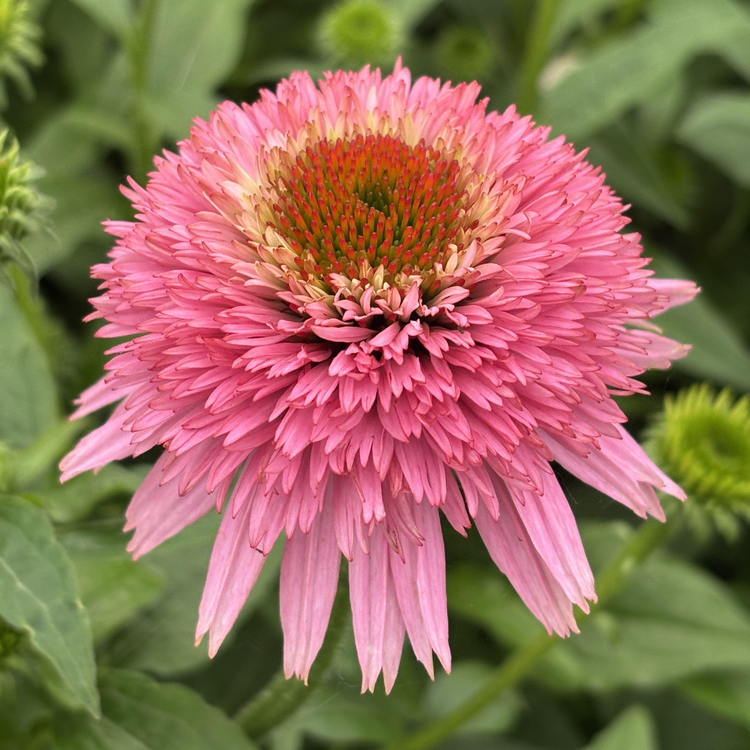 Echinacea purpurea Cone-Fections™ 'Butterfly Kisses' - Coneflower (4.5" Pot)