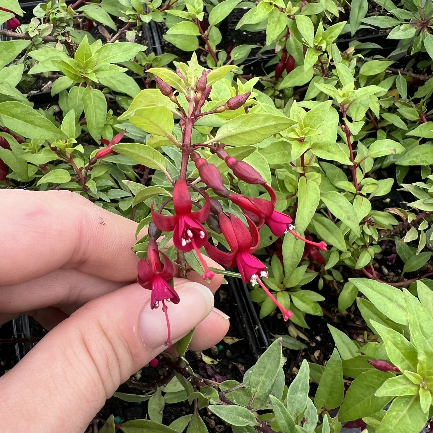 Fuchsia 'Katjan' - Hardy Fuchsia (4.5" Pot)