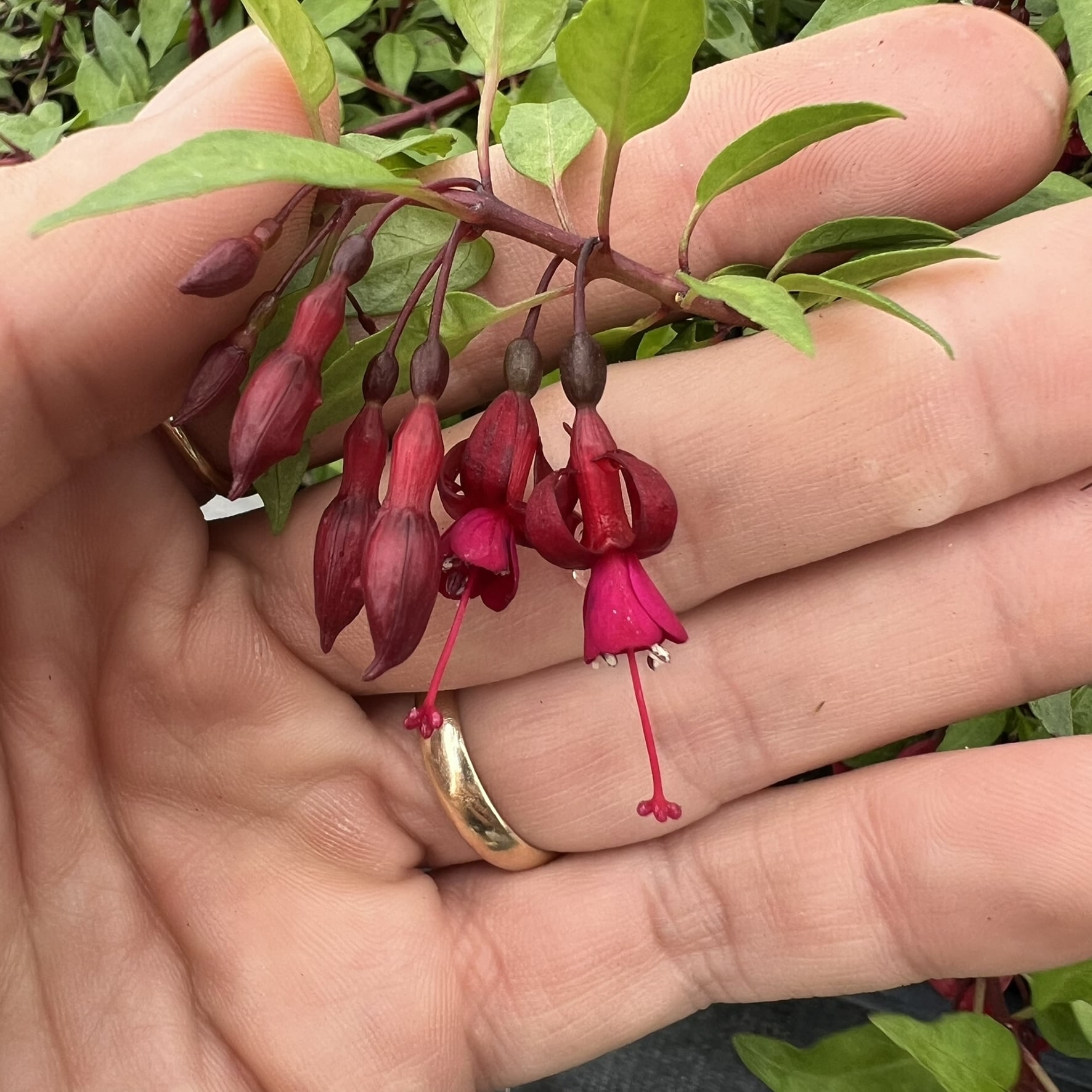 Fuchsia 'Katjan' - Hardy Fuchsia (4.5" Pot) - Image 2