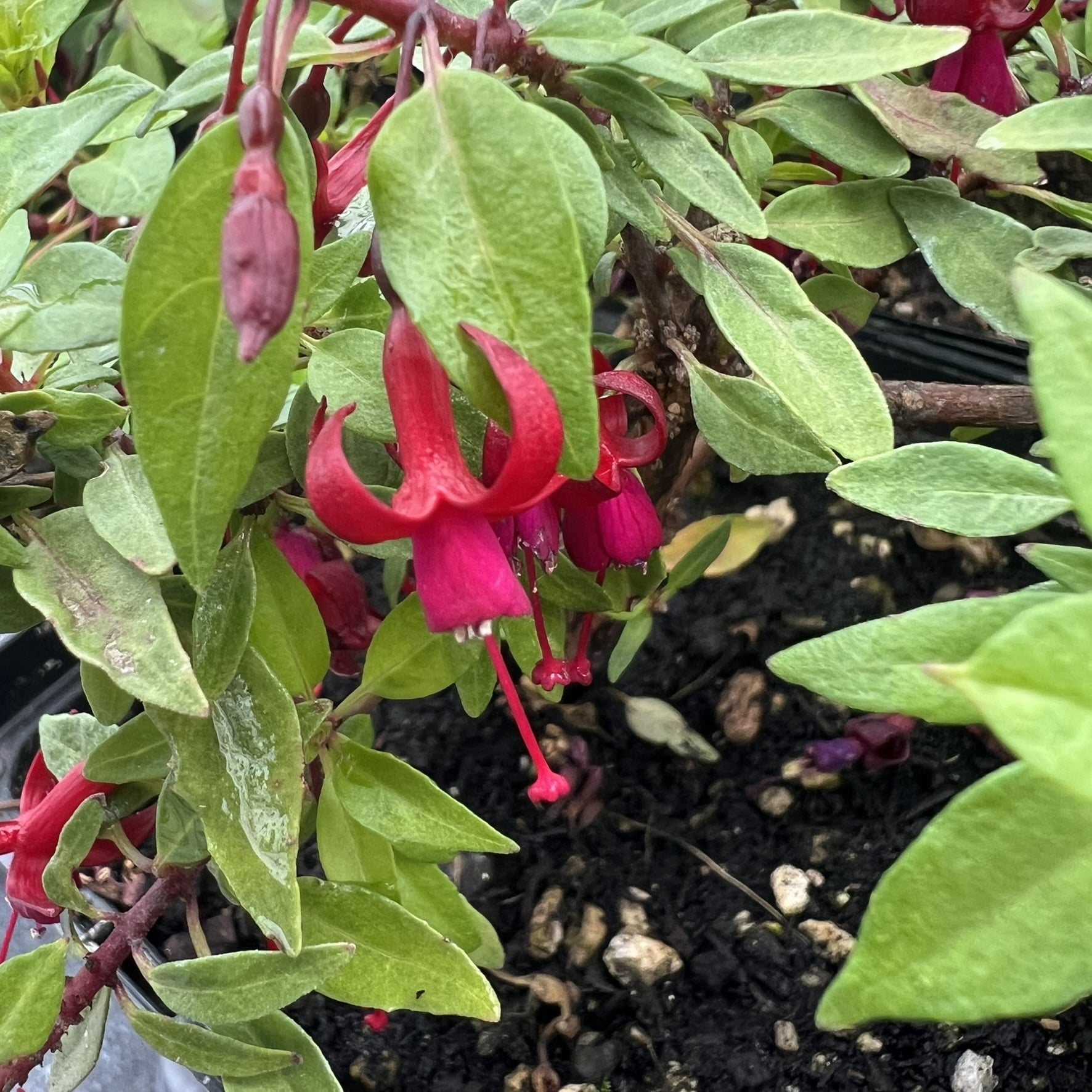 Fuchsia 'Katjan' - Hardy Fuchsia (4.5" Pot) - Image 3