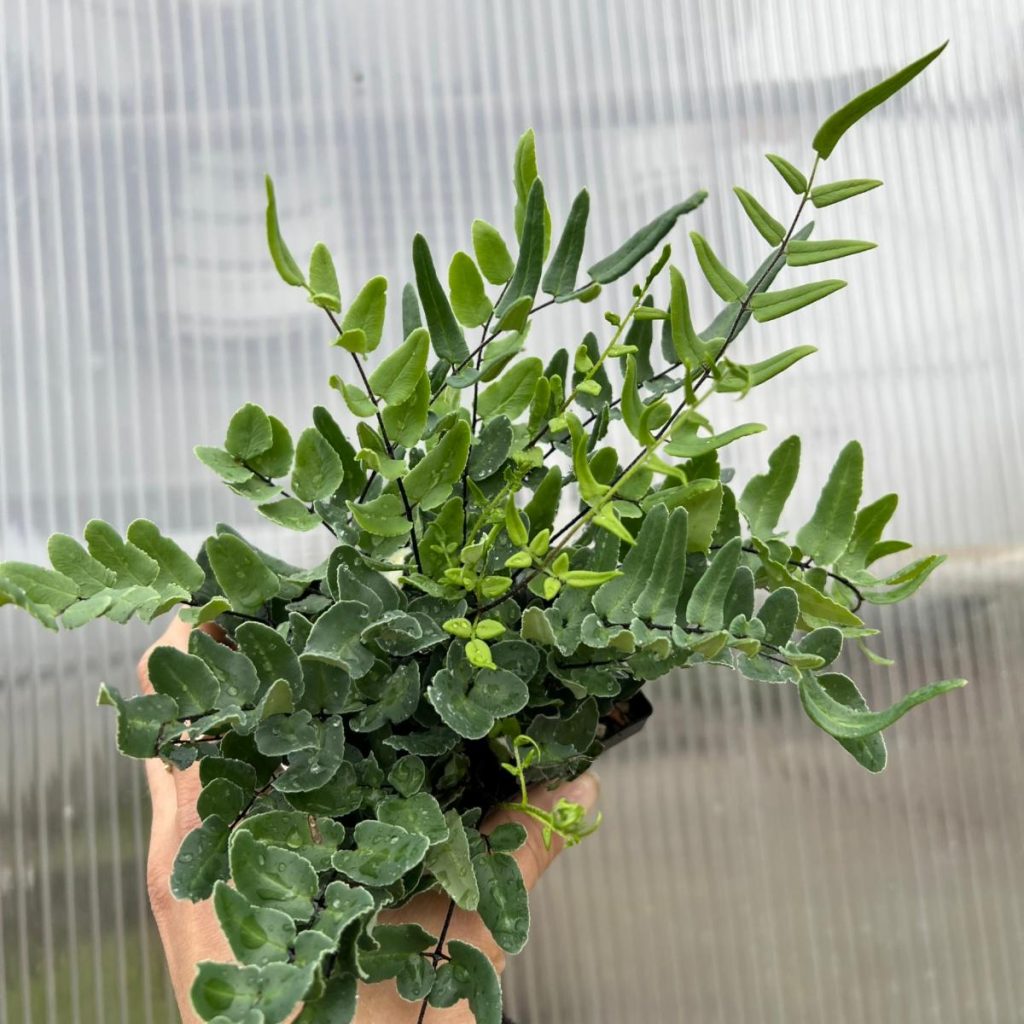 Pellaea atropurpurea - Purple Cliffbrake Fern (3.5