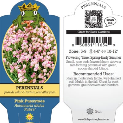 Antennaria dioica 'Rubra' - Pink Pussytoes (4" Pot)