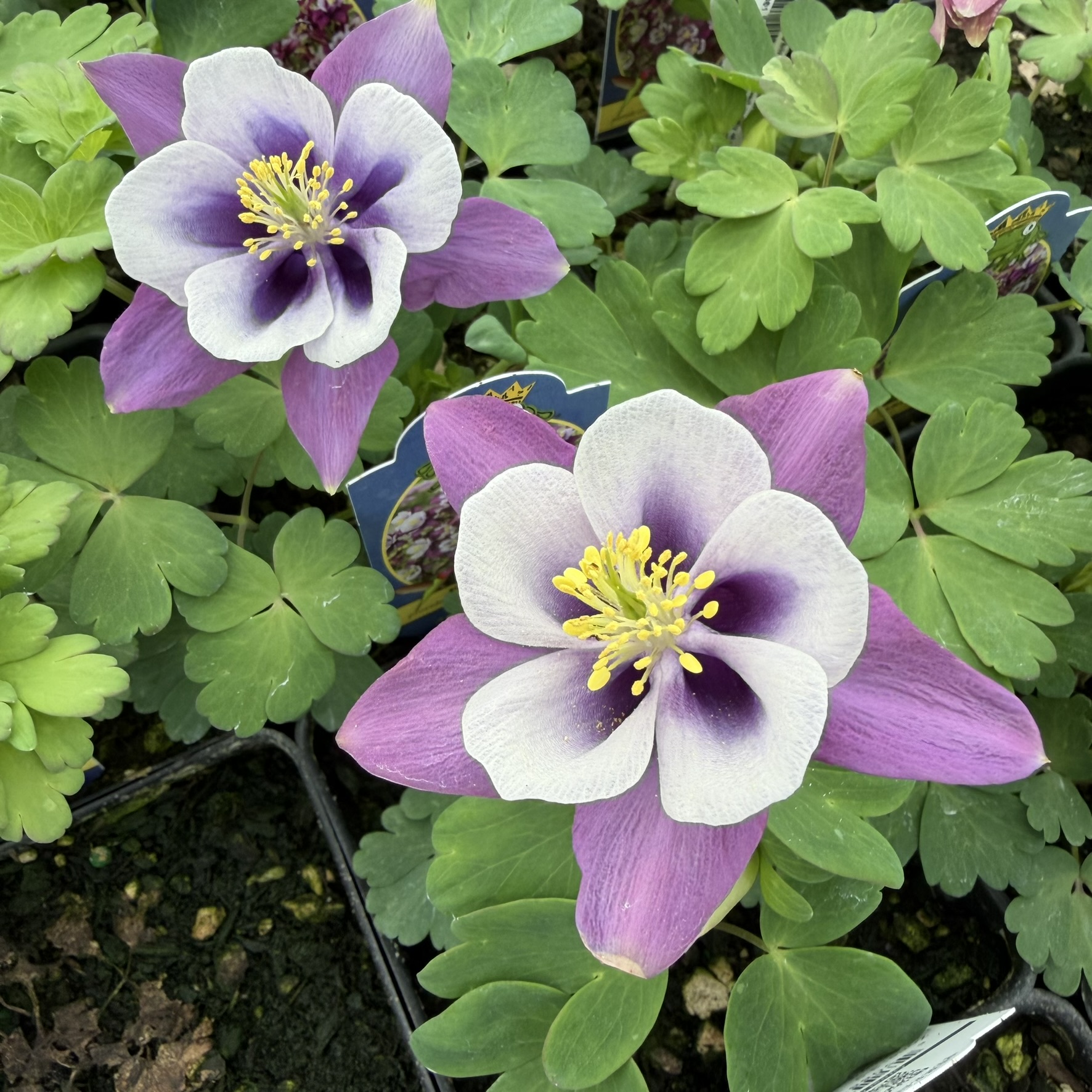 Aquilegia Earlybird™ Purple White - Columbine (4" Pot)
