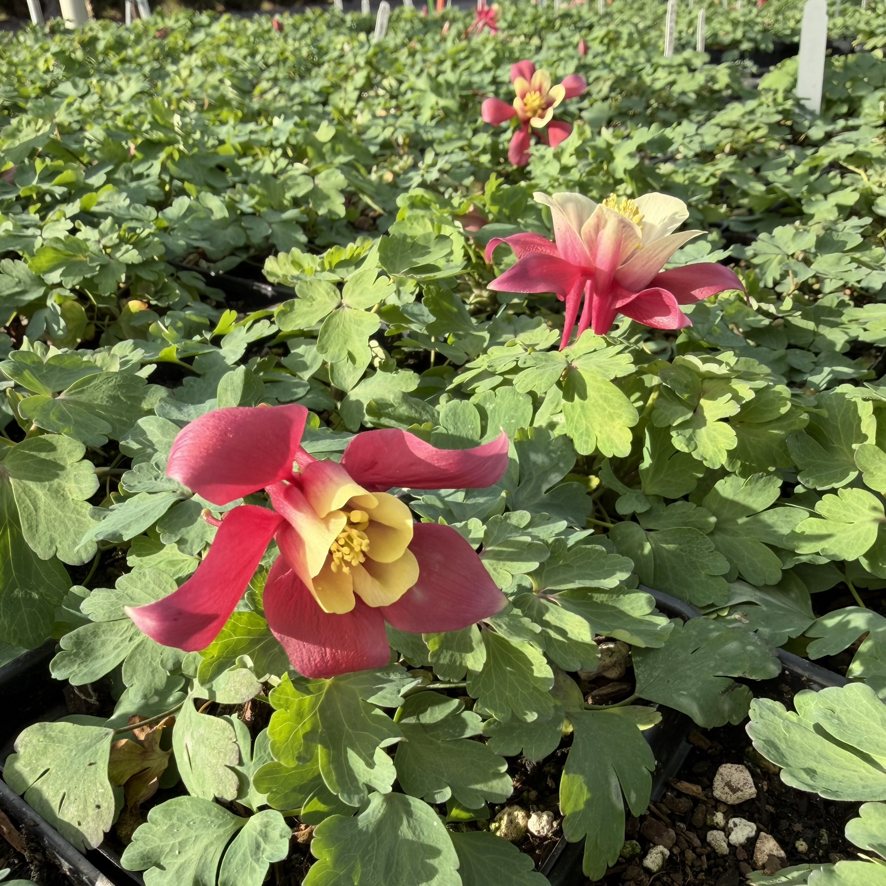 Aquilegia Earlybird™ Red White - Columbine (4" Pot)