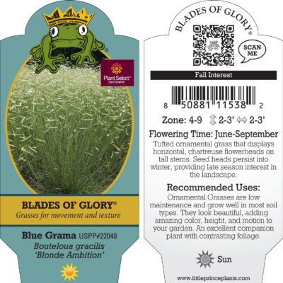 Bouteloua gracilis 'Blonde Ambition' - Blue Grama Grass (4.5" Tall Pot)