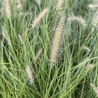 Pennisetum alopecuroides 'Hameln - Dwarf Fountain Grass (3.5" Pot)