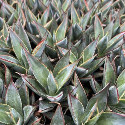 Agave 'Blue Glow'™ - Century Plant (2" Pot)