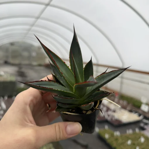 Agave 'Blue Glow' - Century Plant (2" Pot) | Little Prince of Oregon  Nursery