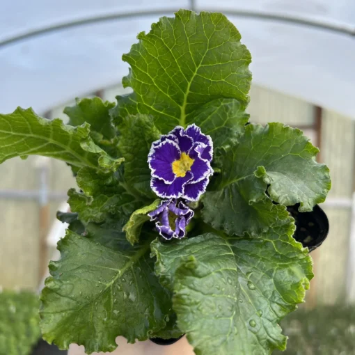 Primula acaulis 'Hethor Coco Blue' - Primrose (4.5