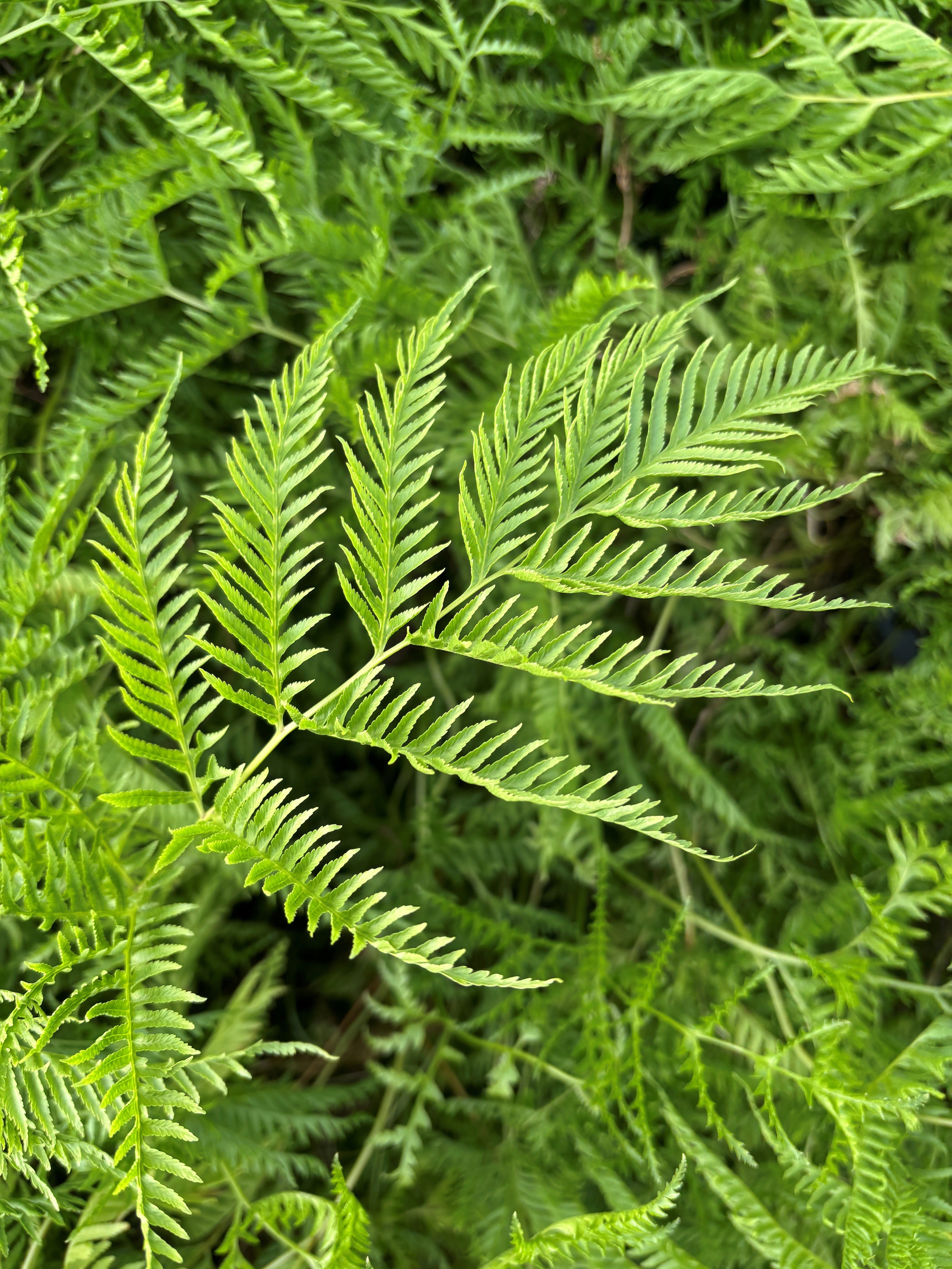 Pteris dentata - Straminea Fern/Toothed Brake Fern (4.5" Round) - Image 2