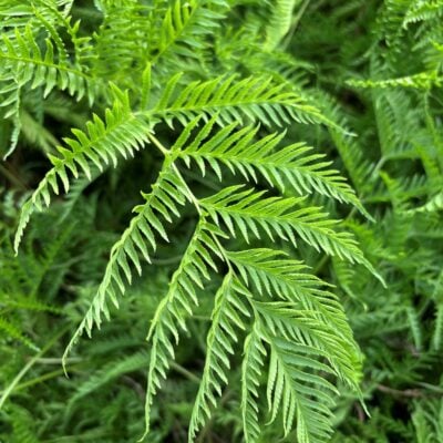 Pteris dentata - Straminea Fern/Toothed Brake Fern (4.5" Round)