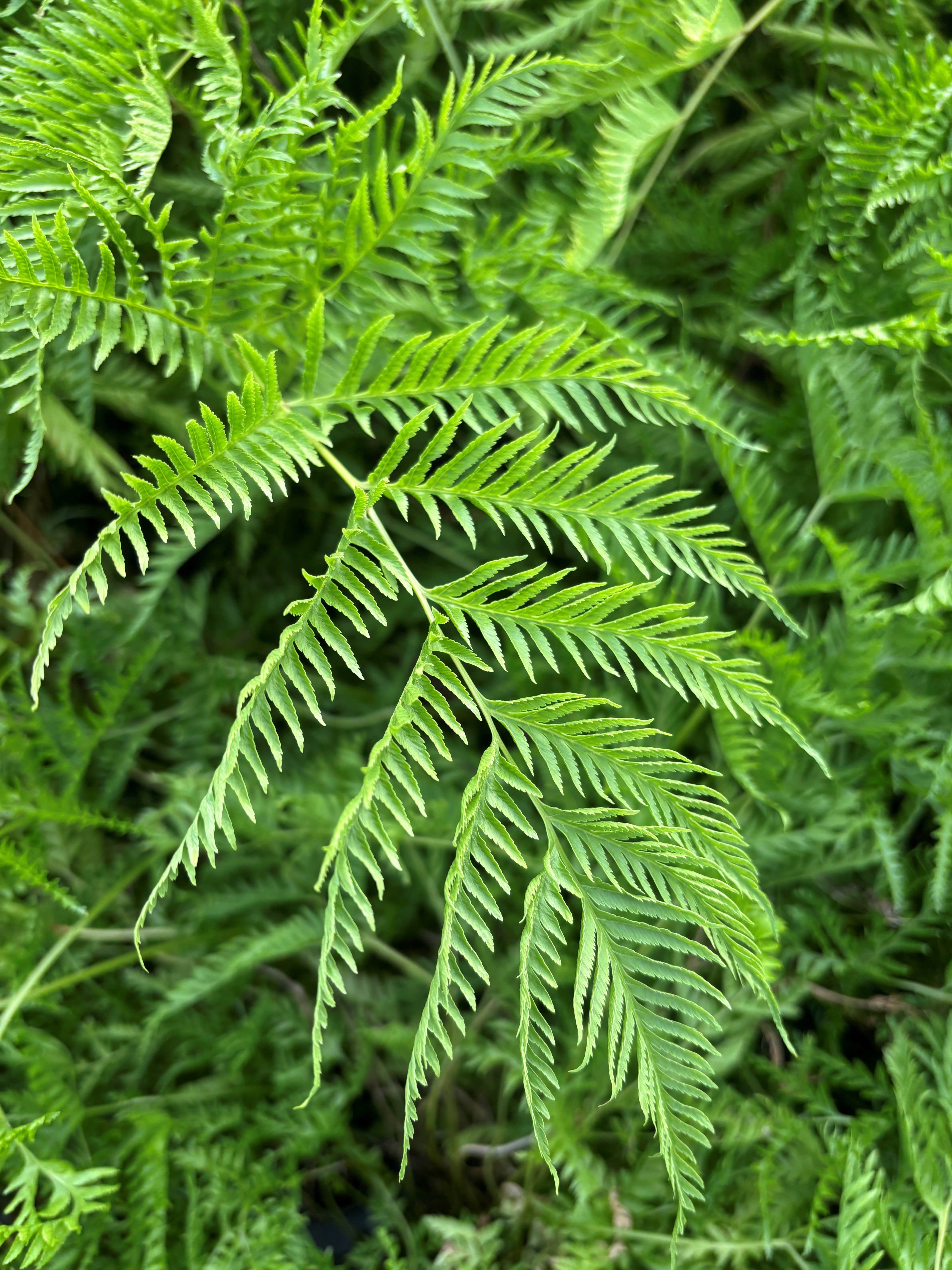 Pteris dentata - Straminea Fern/Toothed Brake Fern (4.5" Round)
