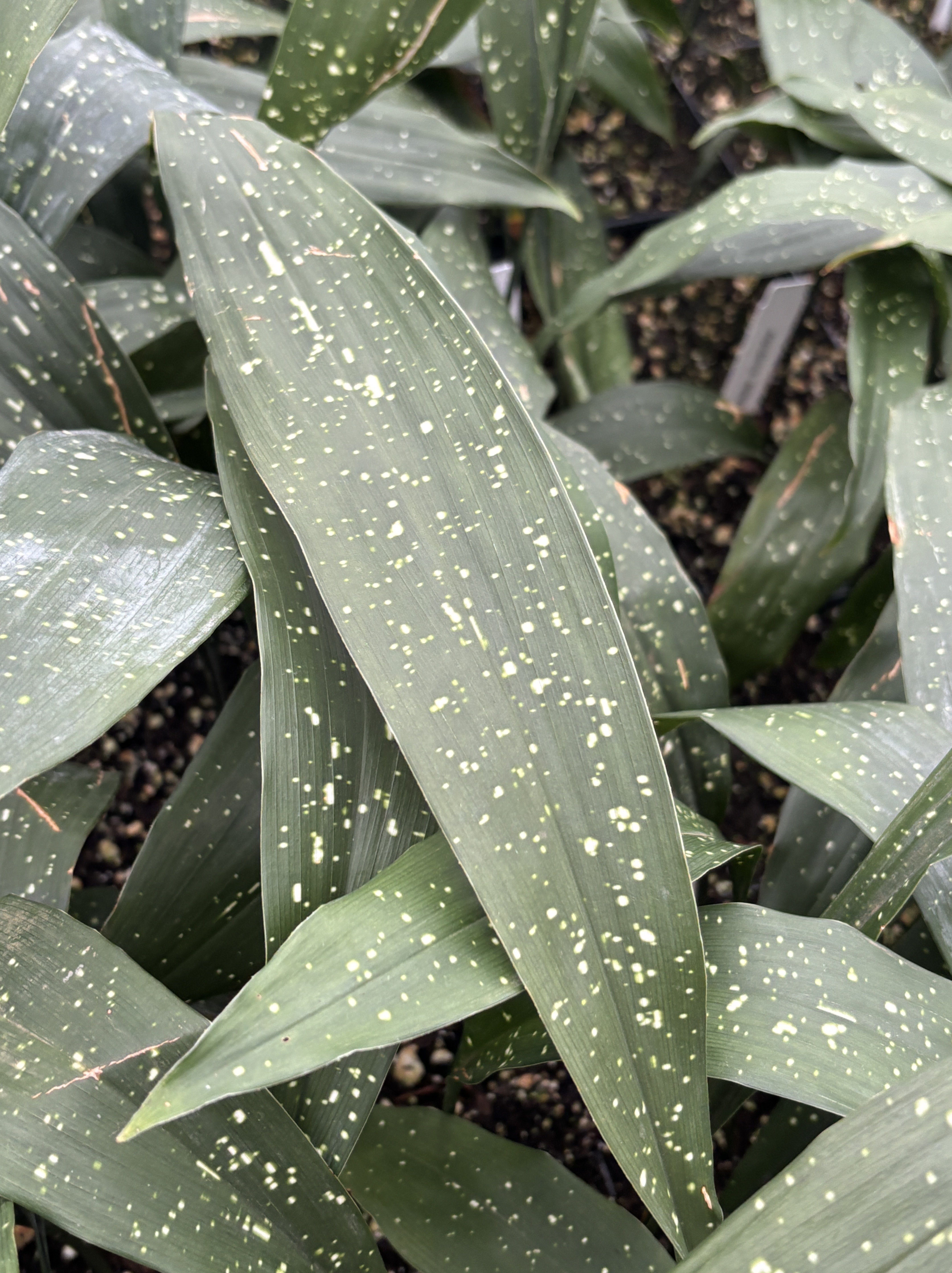 Aspidistra elatior 'Milky Way' - Cast Iron Plant (4.5" Tall) - Image 2
