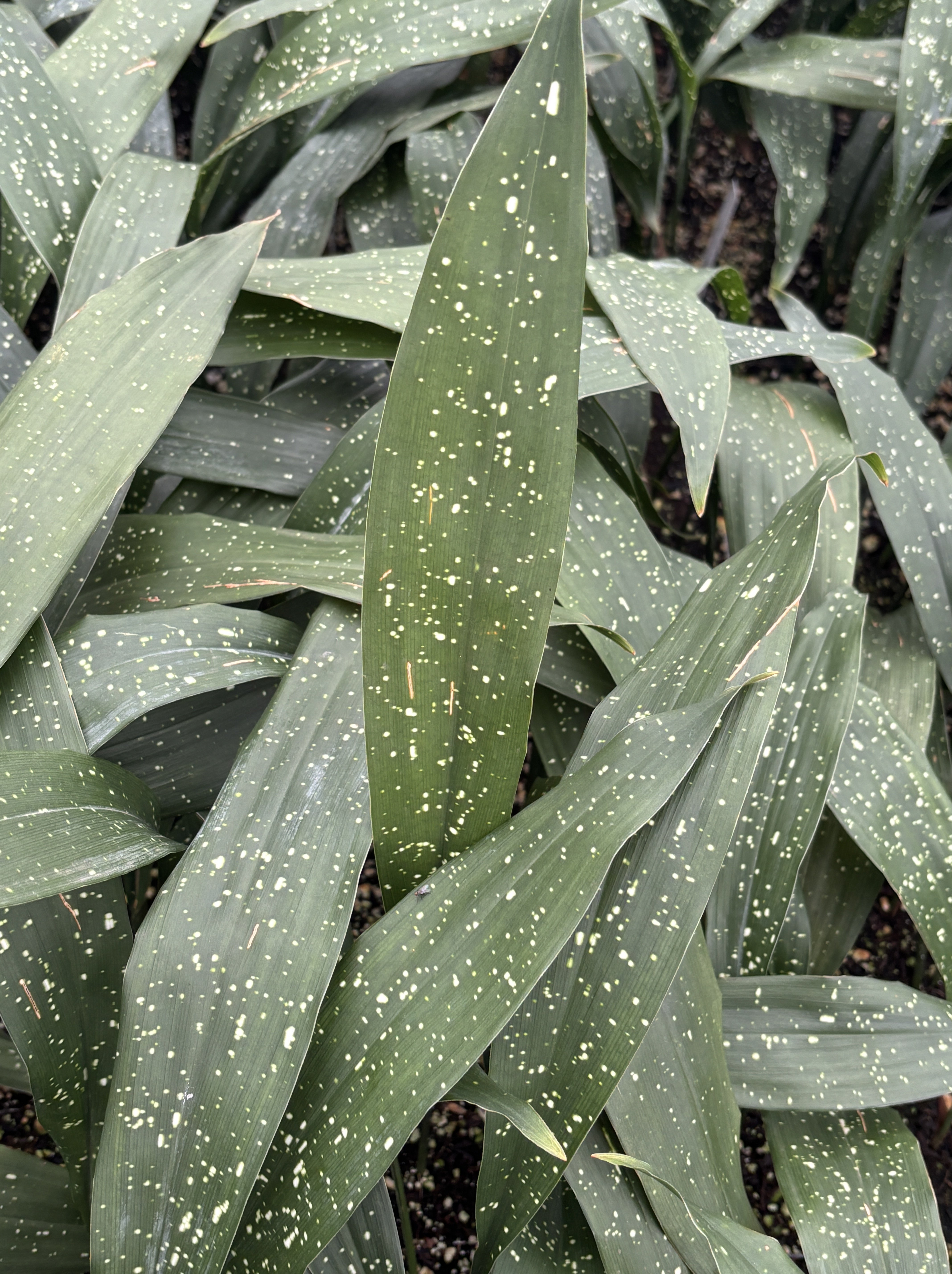 Aspidistra elatior 'Milky Way' - Cast Iron Plant (4.5" Tall) - Image 3