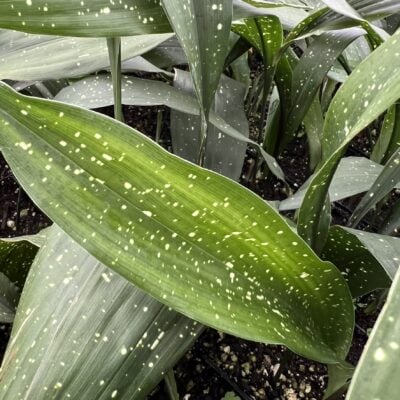 Aspidistra elatior 'Milky Way' - Cast Iron Plant (4.5" Tall)