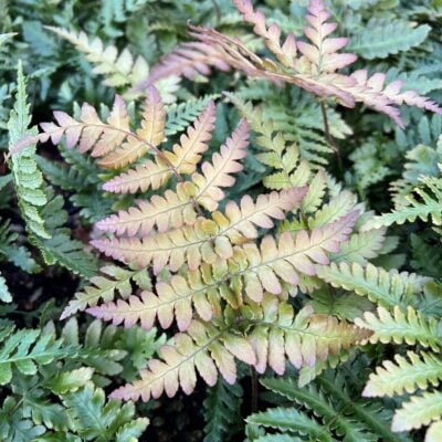 Dryopteris hondoensis - Hondo Wood Fern (3.5" Pot)