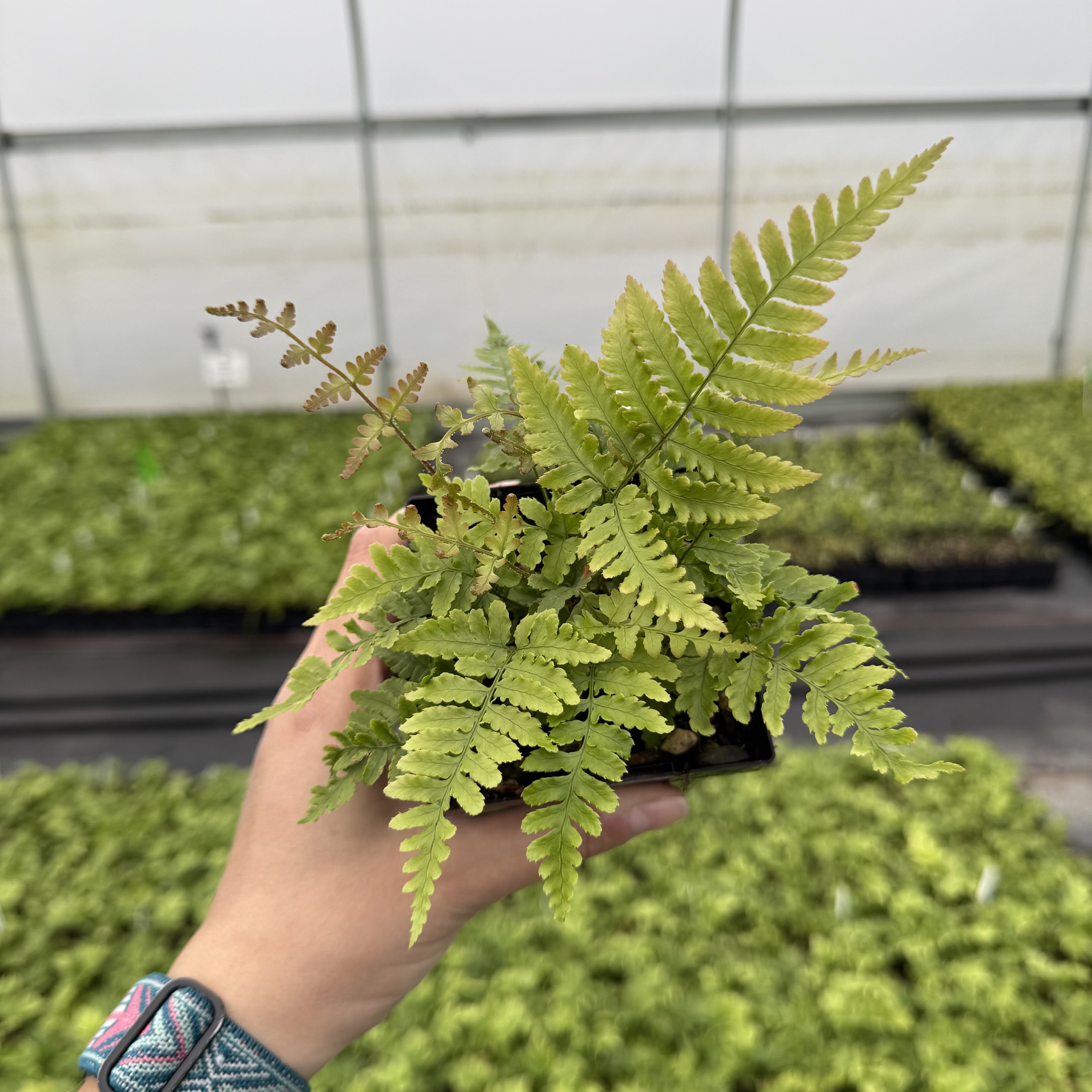 Dryopteris nipponensis - Wide Leaf Autumn Fern (3.5" Pot) - Image 2