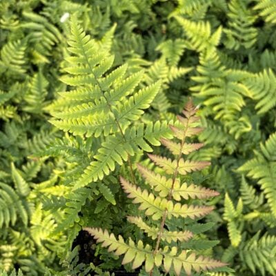 Dryopteris nipponensis - Wide Leaf Autumn Fern (3.5" Pot)