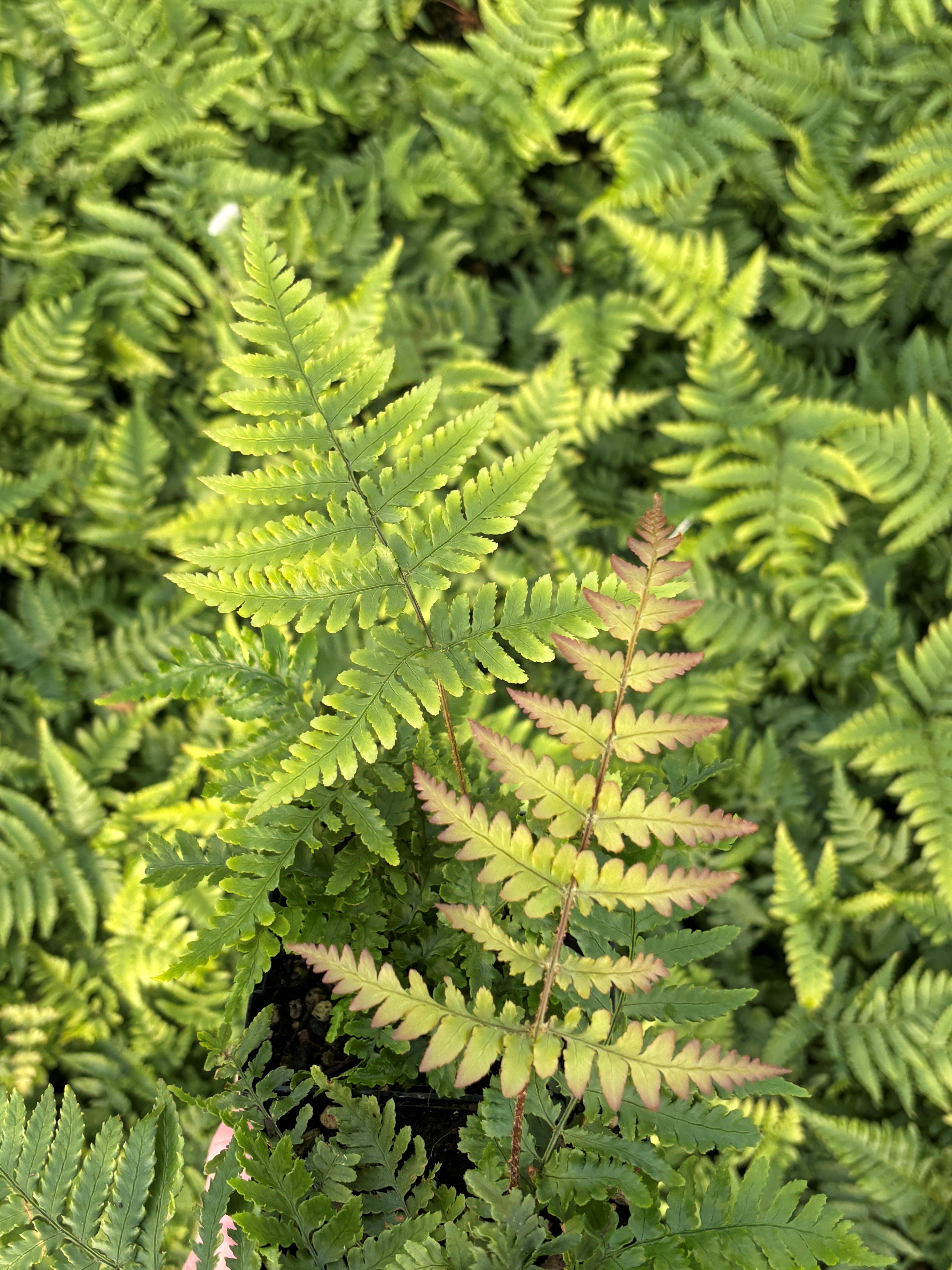 Dryopteris nipponensis - Wide Leaf Autumn Fern (3.5" Pot)