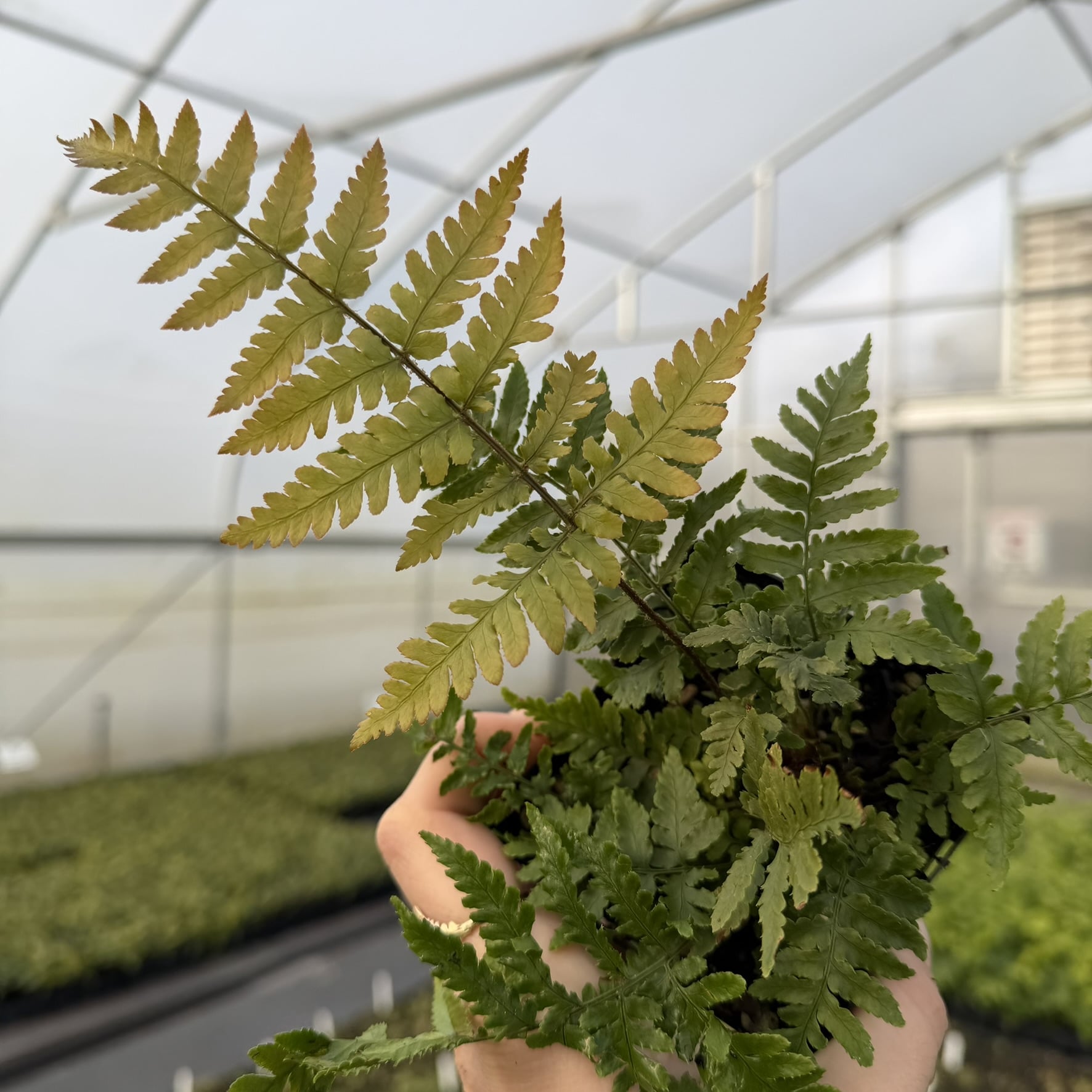 Dryopteris nipponensis - Wide Leaf Autumn Fern (3.5" Pot) - Image 3