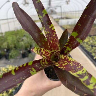 Neoregelia 'Guacamole' - Bromeliad (4.5" Tall)