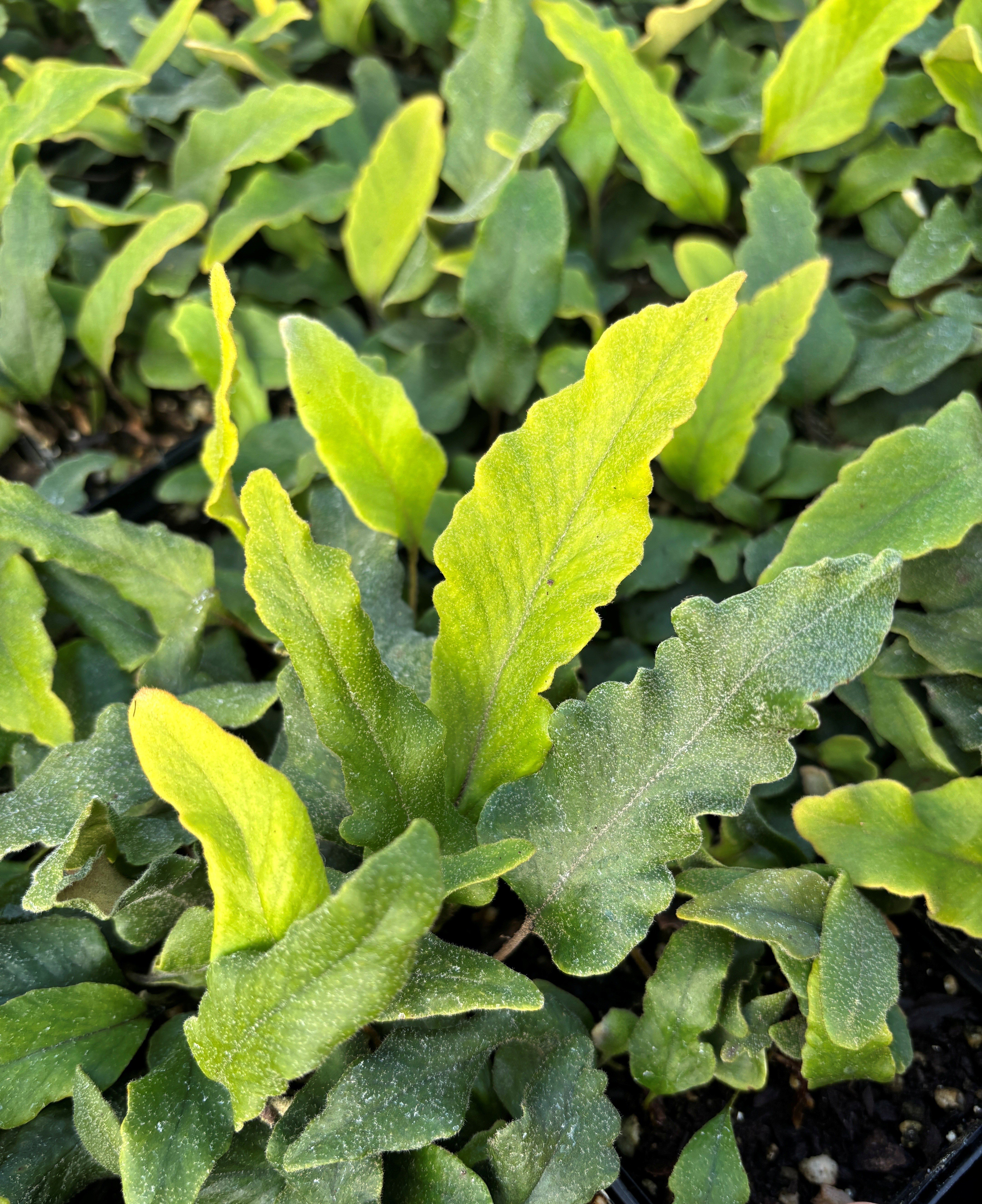 Pyrrosia lingua 'Undulata' - Tongue Fern (3.5" Pot) - Image 2