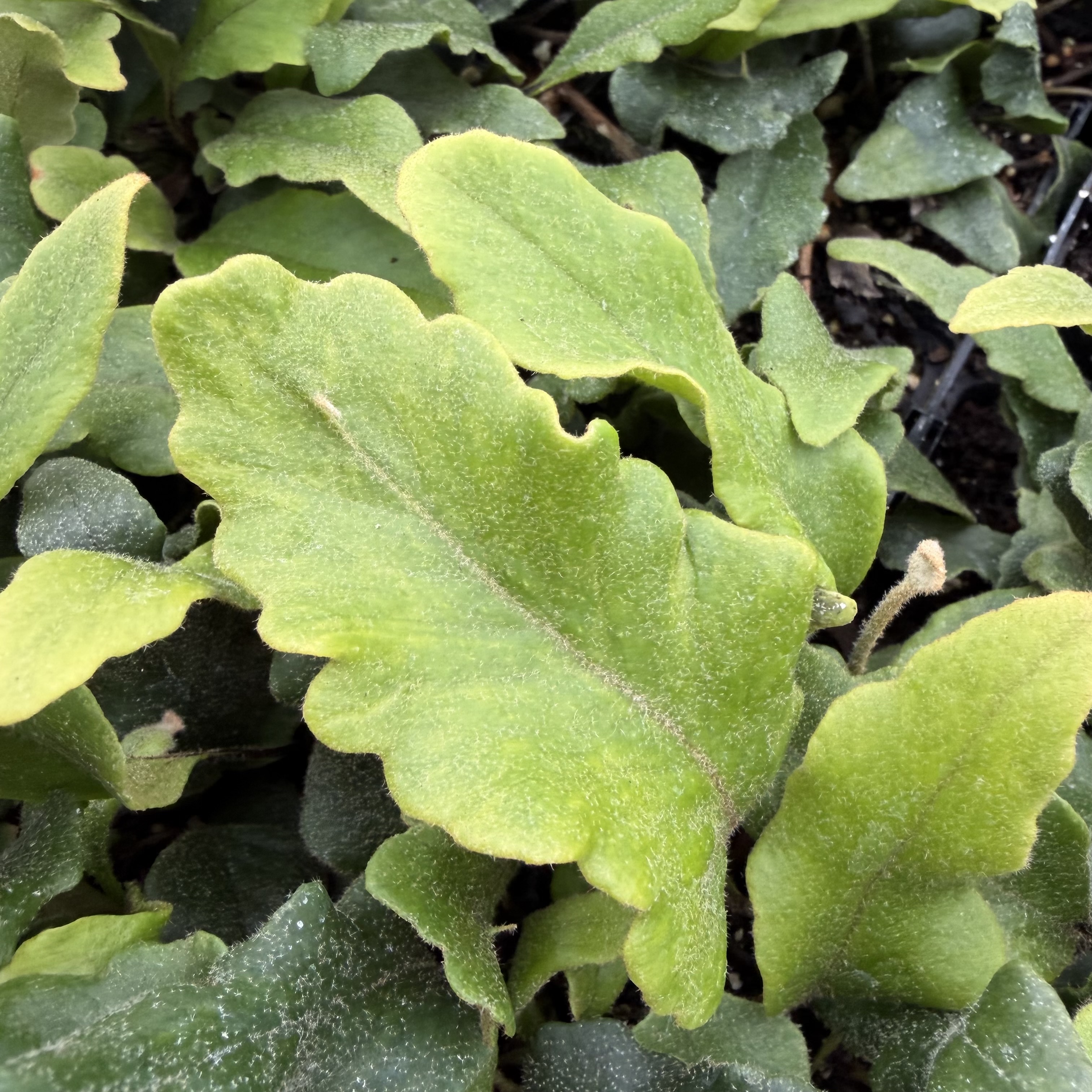 Pyrrosia lingua 'Undulata' - Tongue Fern (3.5" Pot) - Image 3