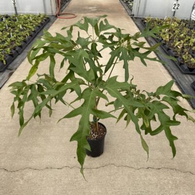 Schefflera 'Mato' - Umbrella Tree (#1 Round)
