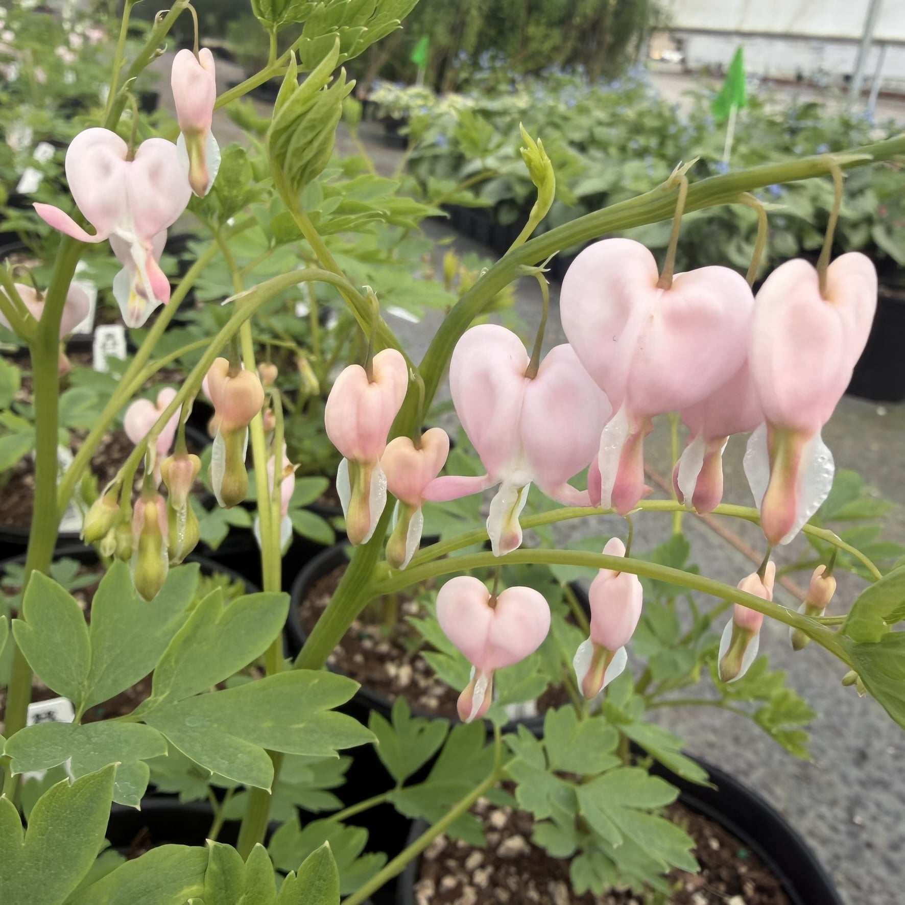 Dicentra spectabilis 'Cupid' - Bleeding Heart (#1 Round) - Image 2