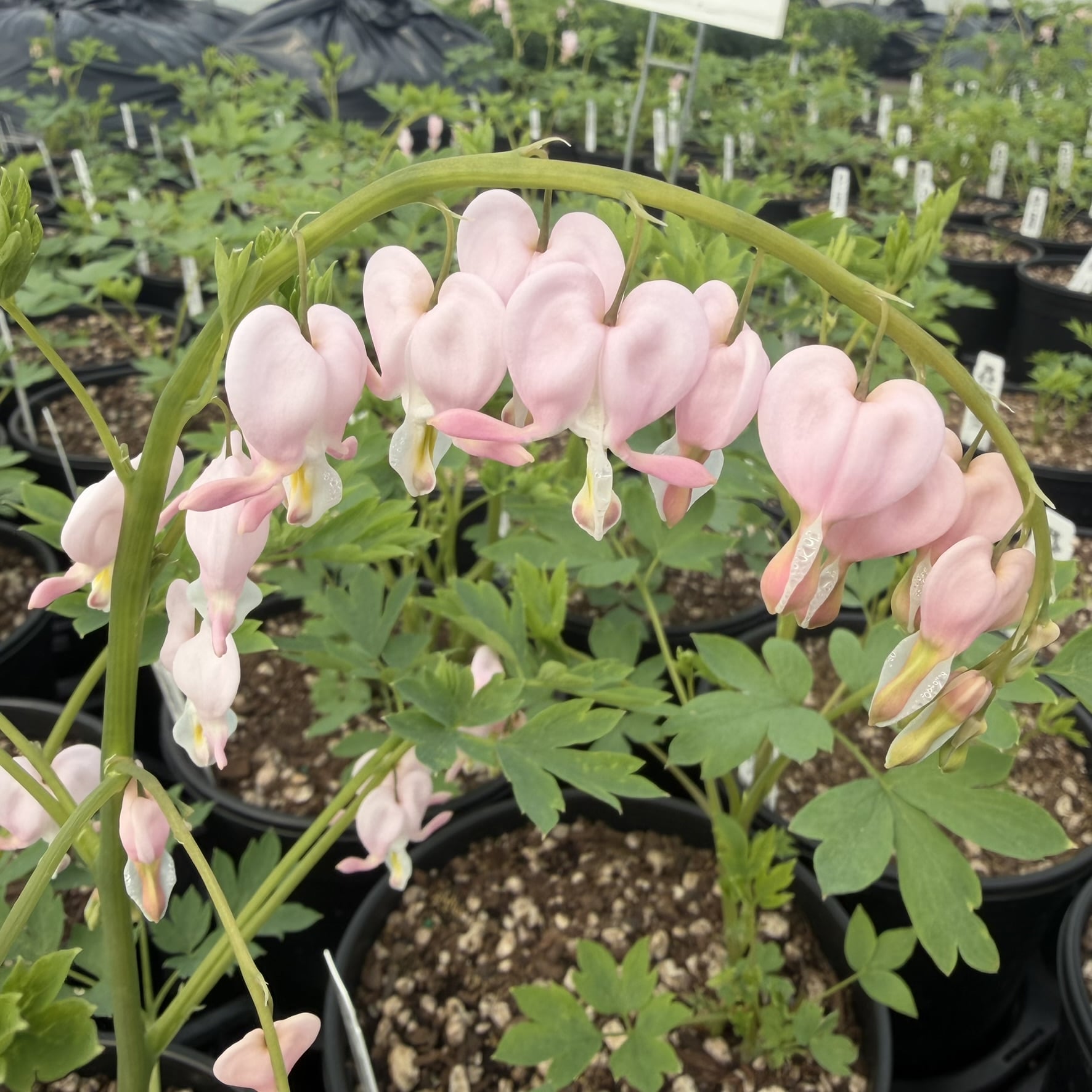 Dicentra spectabilis 'Cupid' - Bleeding Heart (#1 Round)