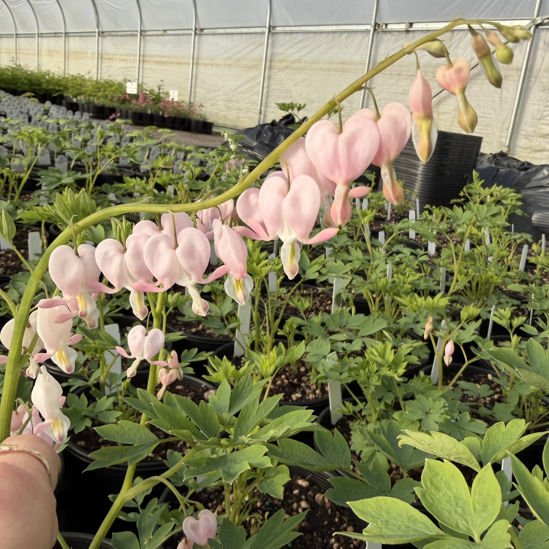 Dicentra spectabilis 'Cupid' - Bleeding Heart (#1 Round) - Image 3